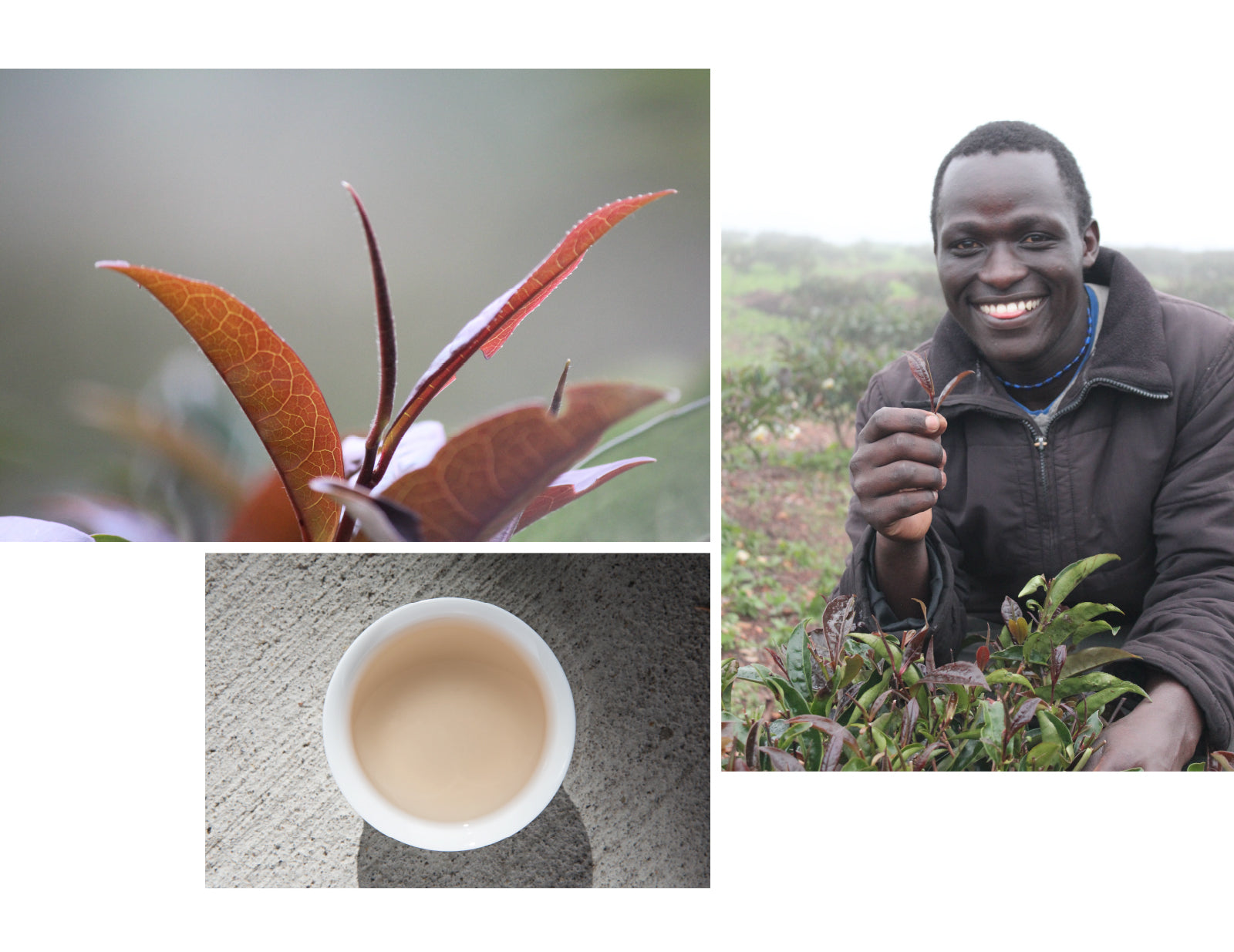 Kenya Purple Tea Collage
