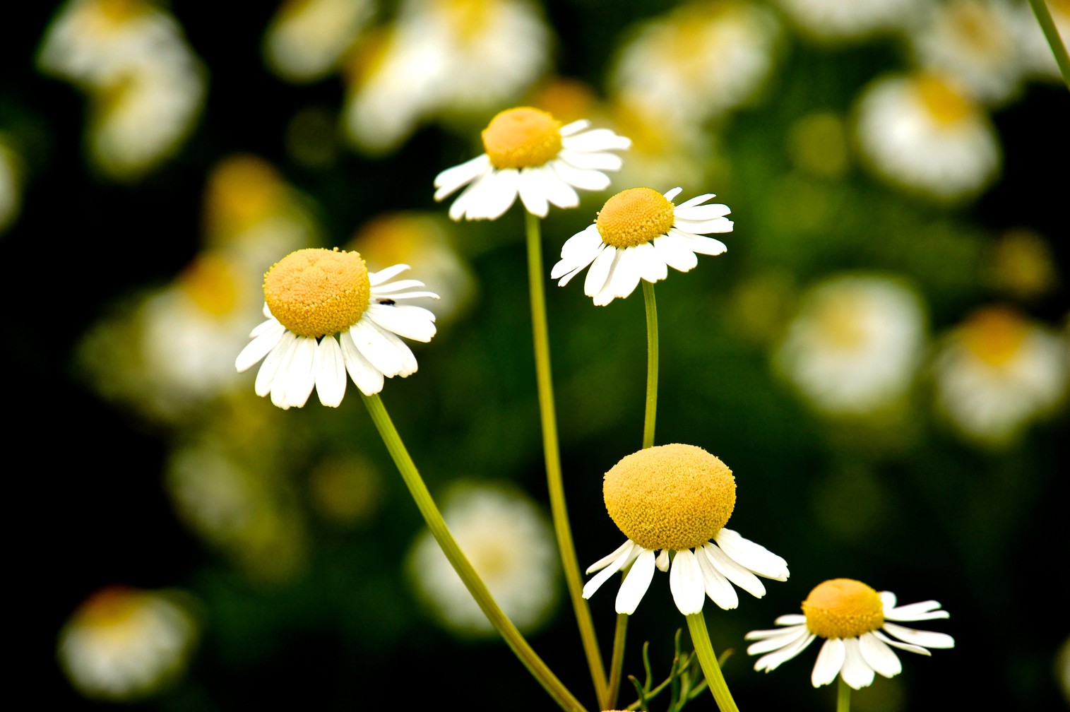 Chamomile Flower